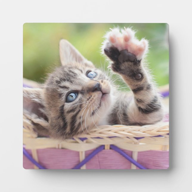 Kitten In A Basket Plaque (Front)