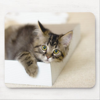 Kitten in a Box mousepad
