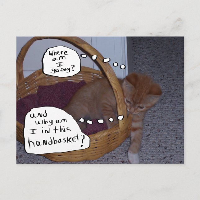 Kitten in a Handbasket Postcard (Front)