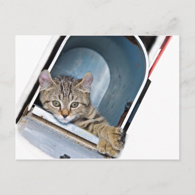 Kitten in a Mailbox Postcard (Front)