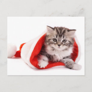 Kitten In A Santa Hat Holiday Postcard