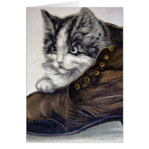 Kitten in a Shoe