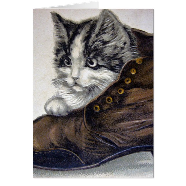 Kitten in a Shoe (Front)