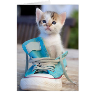 Kitten In A Shoe