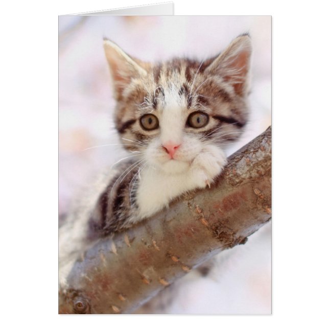 Kitten In A Tree (Front)