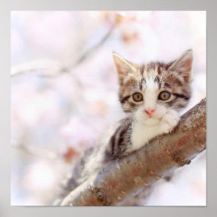 Kitten In A Tree Poster