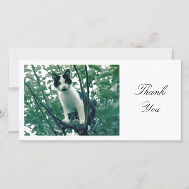 Kitten in an Apple Tree - Thank You Card (Front)