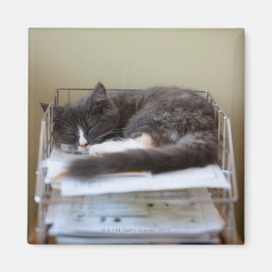 Kitten in an office in box magnet