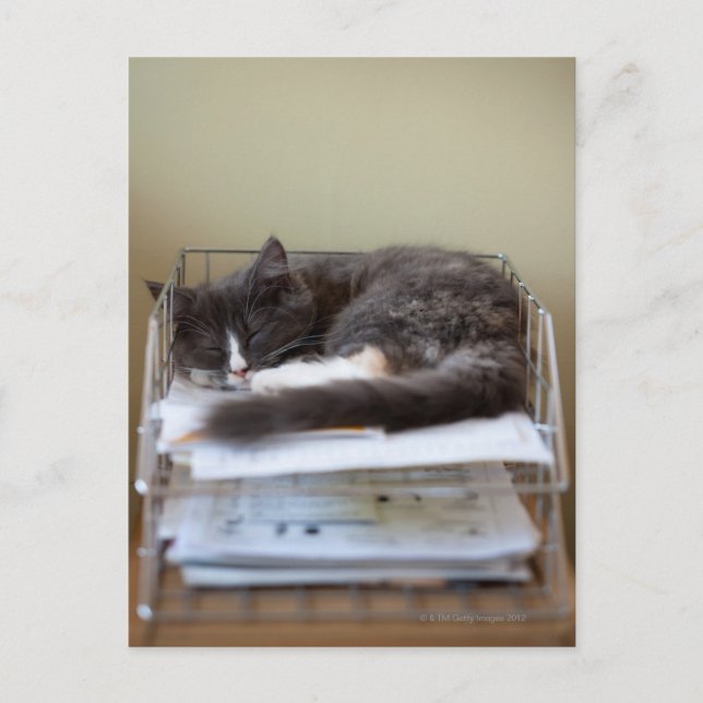 Kitten in an office in box postcard (Front)