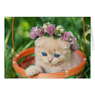 Kitten in Basket Flower Crown