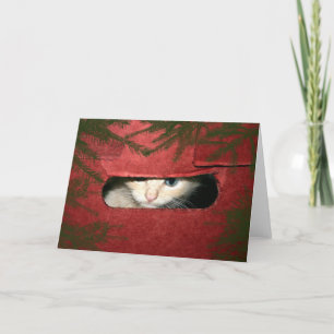 Kitten in Christmas box Holiday Card