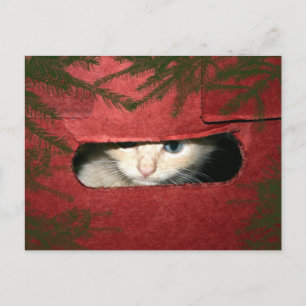 Kitten in Christmas box Holiday Postcard