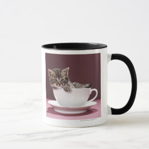 Kitten in cup and saucer