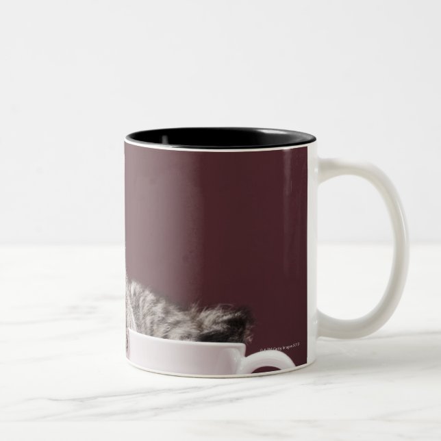 Kitten in cup and saucer (Right)