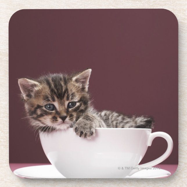 Kitten in cup and saucer coaster (Front)