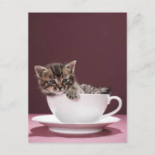 Kitten in cup and saucer postcard