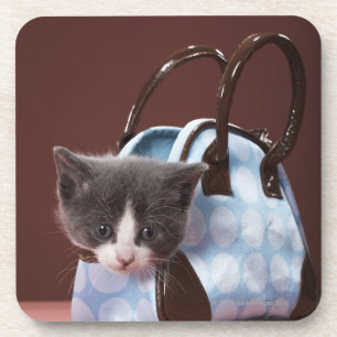 Kitten in handbag coaster