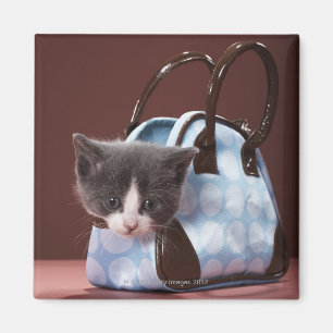 Kitten in handbag magnet