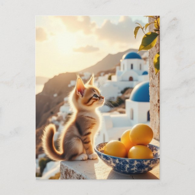 kitten in Italy Postcard (Front)