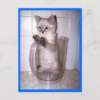 kitten in pitcher postcard