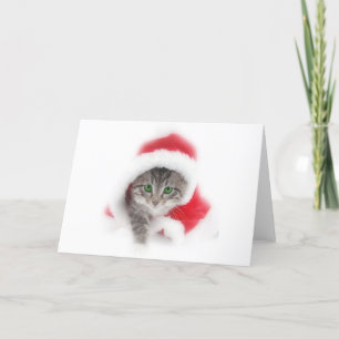 Kitten in Santa Holiday Card
