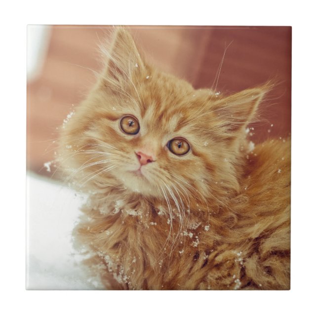 Kitten in Snow Ceramic Tile (Front)