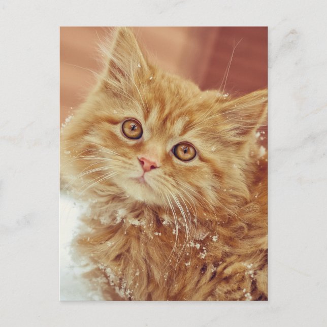 Kitten in Snow Postcard (Front)