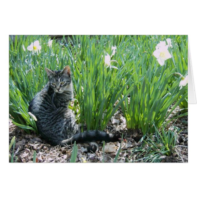 KITTEN IN THE GARDEN (Front Horizontal)