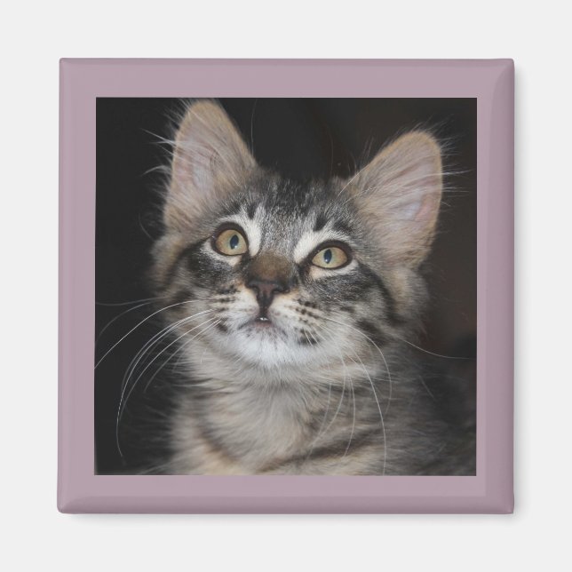 Kitten Innnocence Magnet (Front)