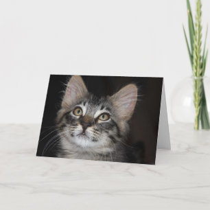 Kitten Innocence Anniversary Card