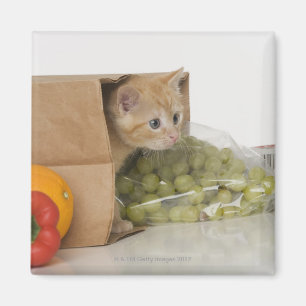Kitten inside grocery bag magnet