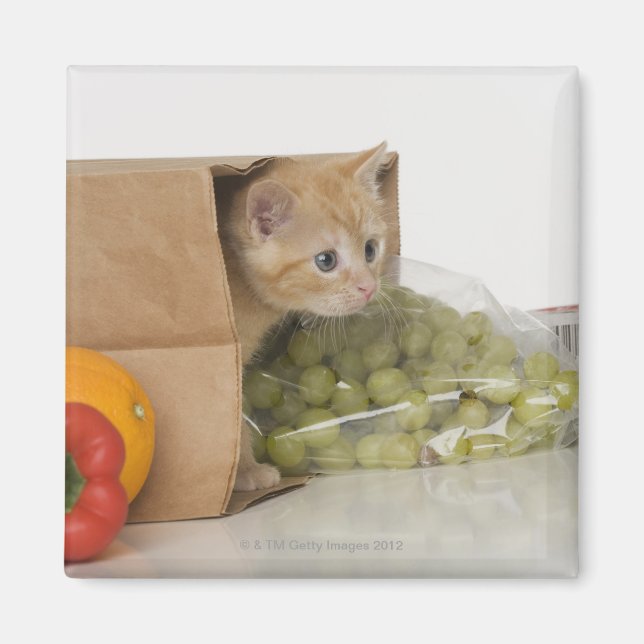 Kitten inside grocery bag magnet (Front)