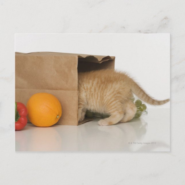 Kitten inside grocery bag postcard (Front)