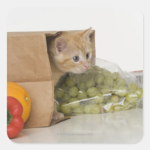 Kitten inside grocery bag square sticker