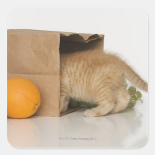 Kitten inside grocery bag square sticker