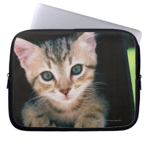Kitten inside of mailbox laptop sleeve