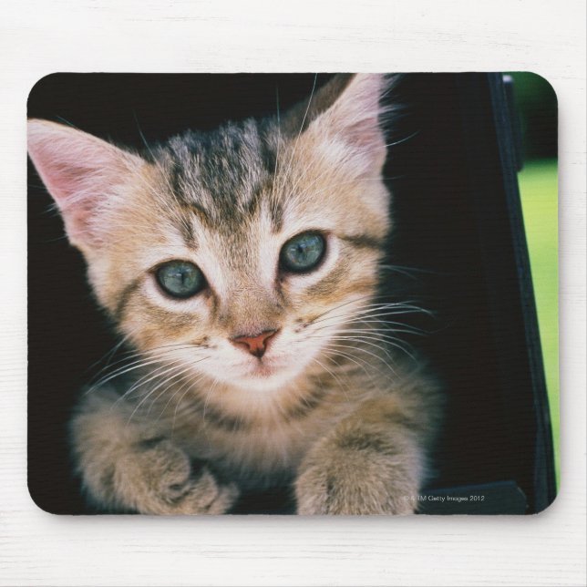Kitten inside of mailbox mouse pad (Front)