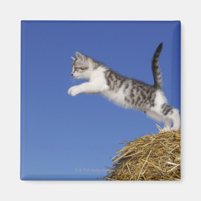 Kitten Jumping 2 Magnet (Front)