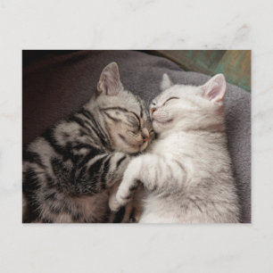 Kitten Kitty Cat Cute Fun Postcard