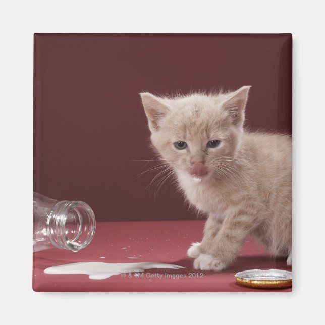 Kitten licking spilt milk from bottle magnet (Front)