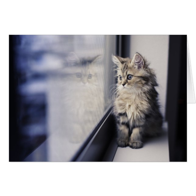 Kitten Looking Out Window (Front Horizontal)