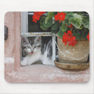 Kitten Looking Out Window Mouse Pad