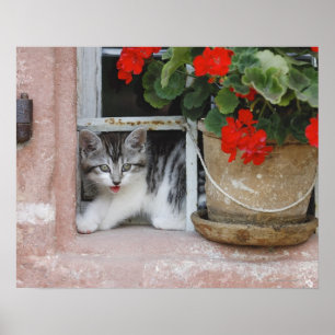 Kitten Looking Out Window Poster