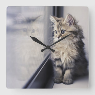 Kitten Looking Out Window Square Wall Clock