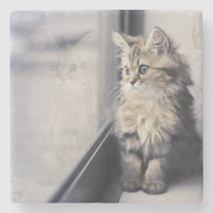 Kitten Looking Out Window Stone Coaster