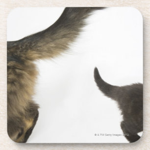 Kitten Looking up at its Mother's Tail Coaster