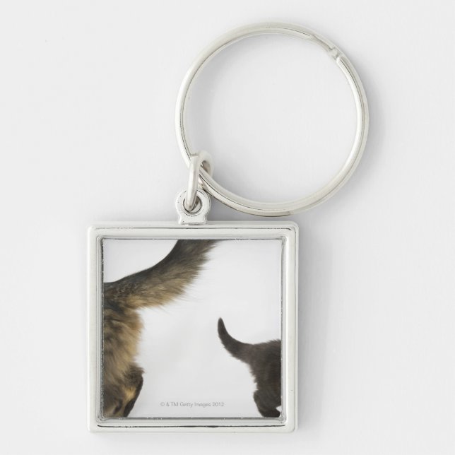 Kitten Looking up at its Mother's Tail Key Ring (Front)