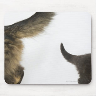 Kitten Looking up at its Mother's Tail Mouse Pad