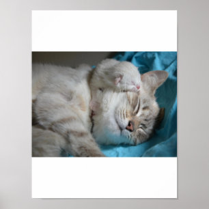 Kitten Love Poster