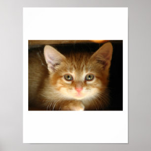Kitten Love Poster
